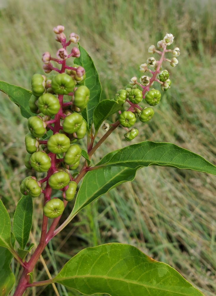 Raceme with flowers before fruit development